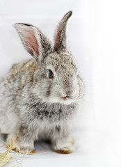 Gray rabbit