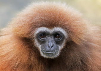 Close-up view of a female lar gibbon (Hylobates lar)