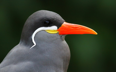 Close-up view of an Inca Tern (Larosterna inca)