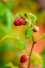 pink raspberry on a branch with leaves