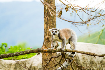 Lemur in nightsafari chiangmai Thailand