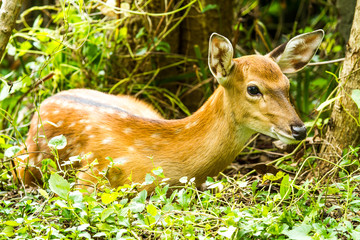 Deer in nightsafari chiangmai Thailand