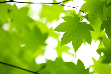Green leaves