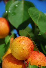 Apricots