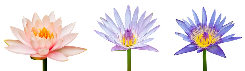 Tableaux sur verre fleur de lotus Fleur de lotus isolée