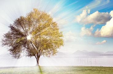 Beautiful view of isolated tree on dramatic background sky