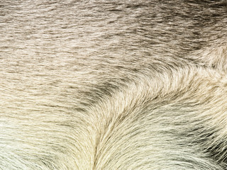 dog fur background 5
