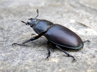 Close up of a female Stag beetle (Lucanus cervus)