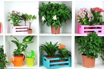 Beautiful flowers in pots on white shelves close-up