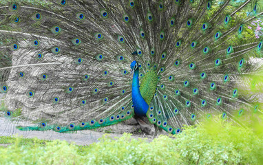 Obraz premium Peacock is showing its beautiful feathers 