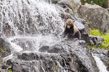 Young Brown bear