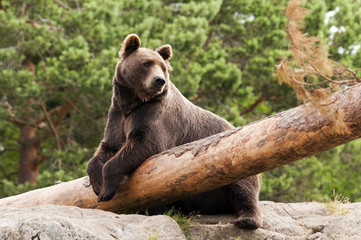 Brown bear