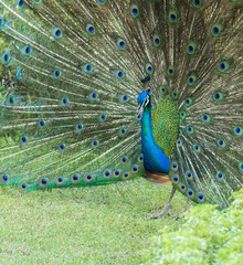 Obraz premium Peacock is showing its beautiful feathers 