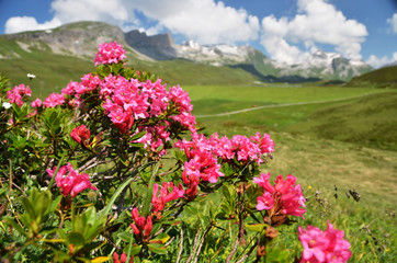 Obraz premium Mountain Azalea, Switzerland