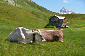 Fototapeta na wymiar Cows in an Alpine meadow. Melchsee-Frutt, Switzerland