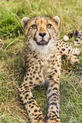 Yuong cheetah lying in the grass