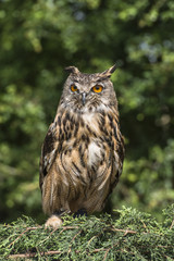 An adult Eurasian Eagle Owl