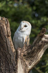 Barn Owl sitting on wooden stump