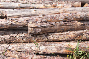 Stacked pine logs