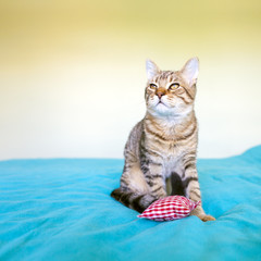 Obraz premium Small Kitty With Red Pillow