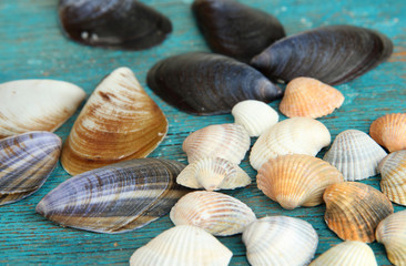 Sea seashells on blue wooden table close-up