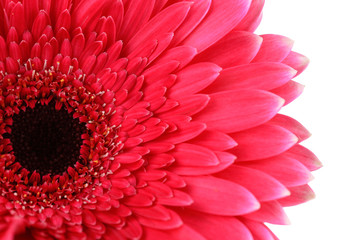Beautiful pink gerbera flower isolated on white