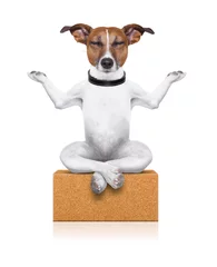 Crédence de cuisine en verre imprimé Chien fou chien de yoga