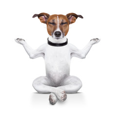 yoga dog - 54754875
