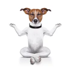 Acrylic kitchen splashbacks Crazy dog yoga dog