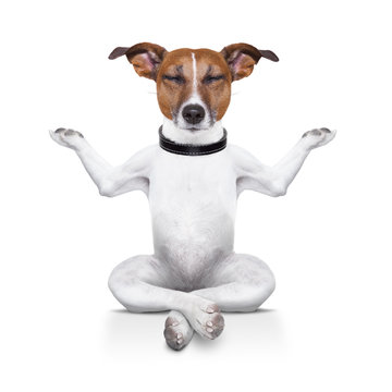 Meditation Dog Images – Browse 11,206 Stock Photos, Vectors, and Video |  Adobe Stock