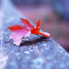 Red autumn leaf on old wooden bridge