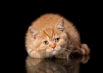 Red british kitten on black background
