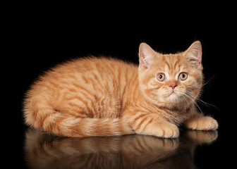Red british kitten on black background