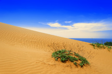 Plant on Sand Dunes.