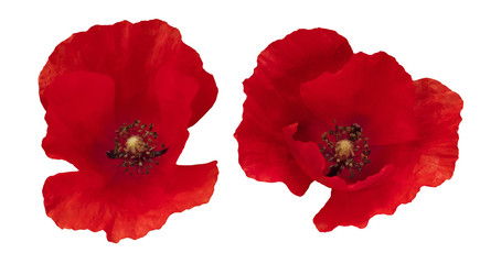 Obraz premium Two Red Poppies isolated