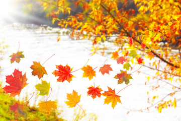 Blättertanz am Wasser in Herbstsonne