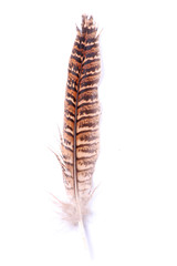 plumas