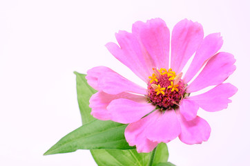 Pink flower isolated on a white background