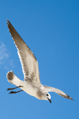 Seagull in flight