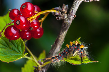 Caterpillar on red currant branch