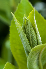 Close up of a green plant