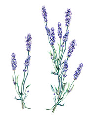 Naklejka premium Lavender