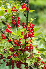 Red currant on a branch