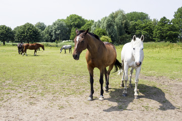 Obraz premium herd of horses