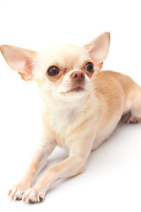 Сhihuahua on white background