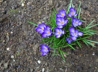 First spring flowers purple crocuses.