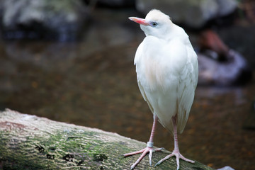 Cattle Egret