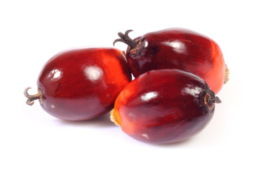 Oil palm fruit