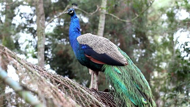 Pavo Real_9567