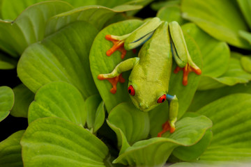 Red-eyed Tree Frog on leaves